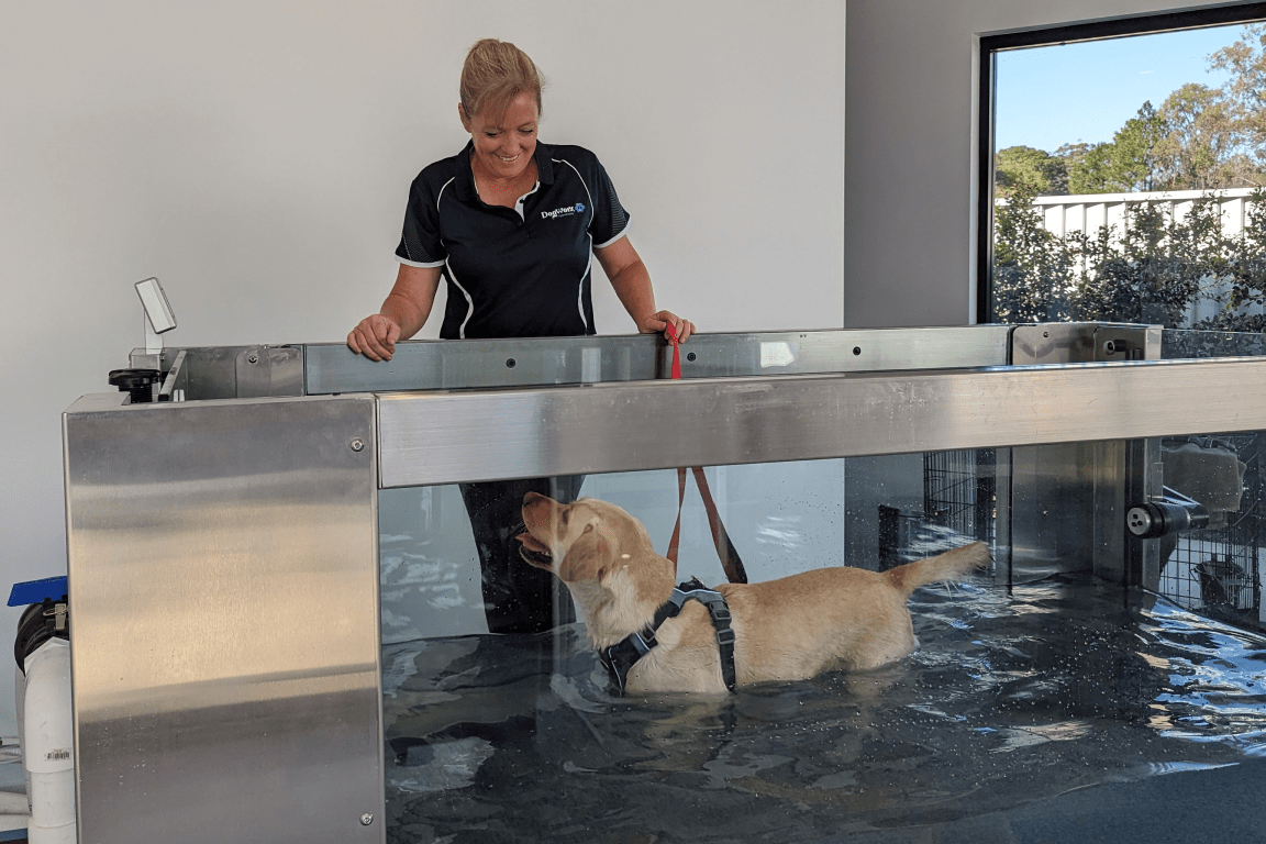 Sandy (left) conducting a hydrotherapy session with Sadie (right) in the underwater treadmill