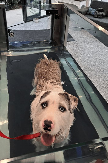 Calla (Great Dane cross Wolfhound) in the underwater treadmill