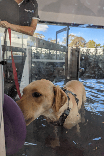 Sadie (Golden Labrador) in the underwater treadmill