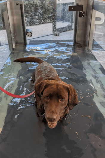 Mayzie (Chocolate Labrador) in the underwater treadmill